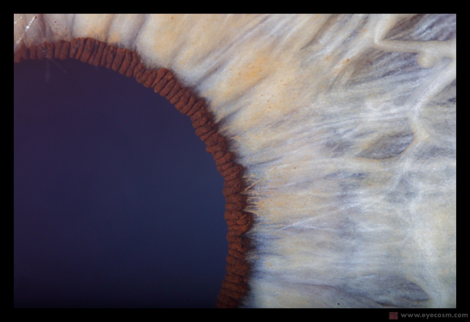 THE SUNFLOWER EYE